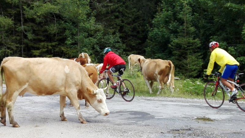 austriacroazia201617.jpg