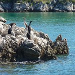 12 Cormorani su isola di Rab