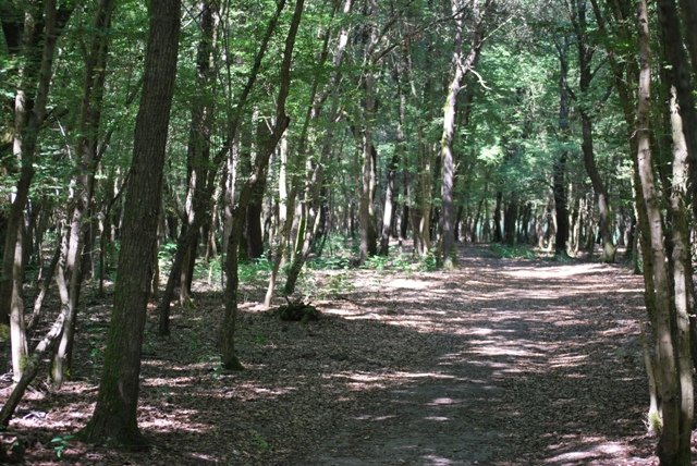 Nel Bosco della Mesola