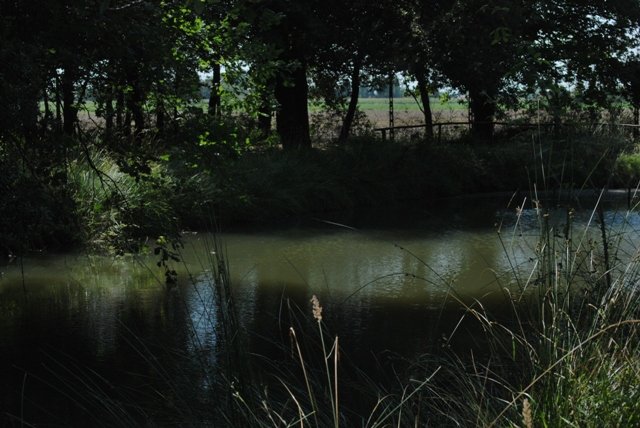 Ancora nel bosco