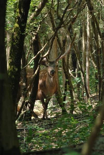 incontro ravvicinato nel boscone della Mesola