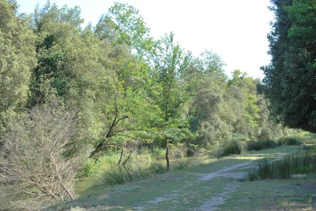 Ancora nel bosco