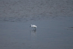 bird1