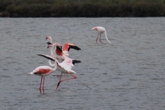 bird10