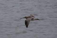 bird11