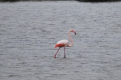 bird13
