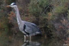 bird14
