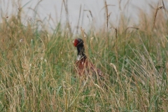 bird15