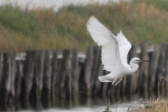 bird16