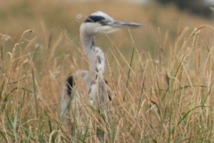 bird17