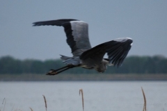 bird18