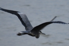 bird19