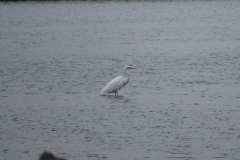 bird2