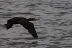bird20