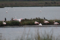 bird3