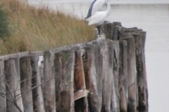 bird4