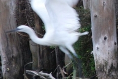 bird6