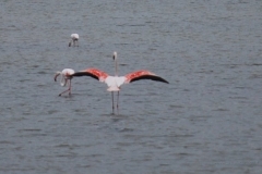 bird8