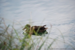 03-pitvice-parco-12_01