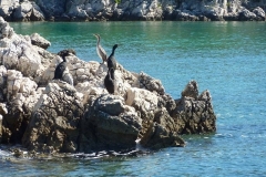 12-Cormorani-su-isola-di-Rab