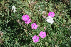 B-Colle-della-Maddalena-18