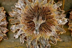 p1050908