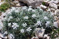 35-Stelle-alpine-a-Campo-Imperatore