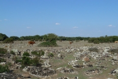 P1000396