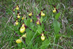 DSCN0459-PN-val-Montanaia_orchidee-dette-scarpette-della-Madonna