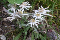 DSCN0530