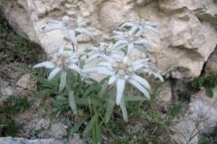 DSCN0531