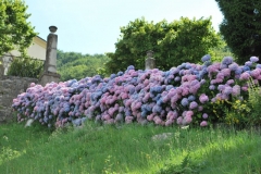 1_Le-Ortensie-di-Altino