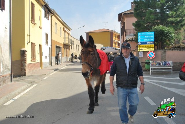 074 Asino di Bertoldo (1)